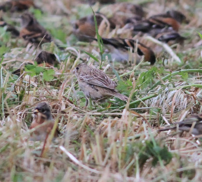 Black-headed Bunting (Emberiza melanocephala)