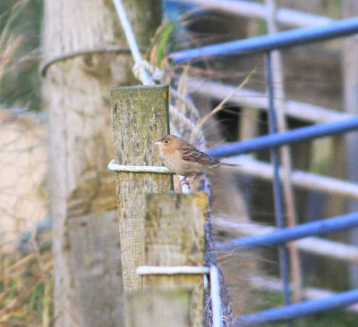 Black-headed Bunting (Emberiza melanocephala)