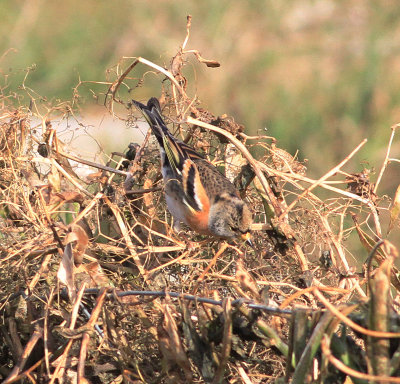 Brambling (Fringilla montifringilla)