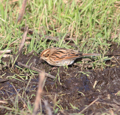 Reed Bunting (Emberiza schoeniclus)