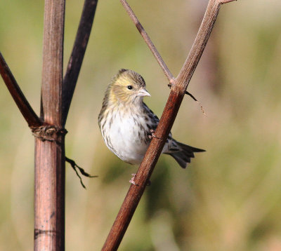 Siskin (Spinus spinus)