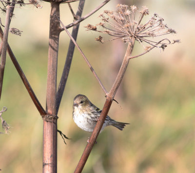Siskin (Spinus spinus)