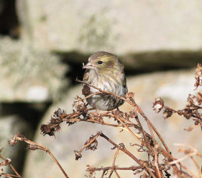 Siskin (Spinus spinus)