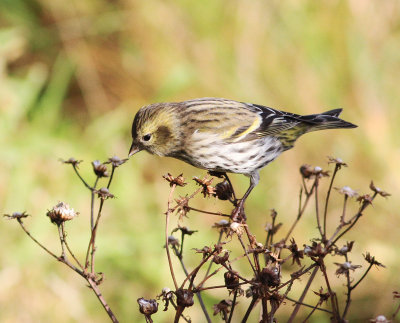 Siskin (Spinus spinus)