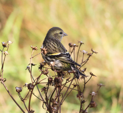 Siskin (Spinus spinus)