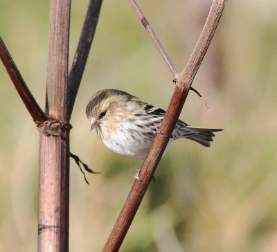 Siskin (Spinus spinus)