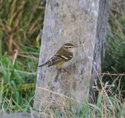 Yellow-browed Warbler (Phylloscopus inornatus)