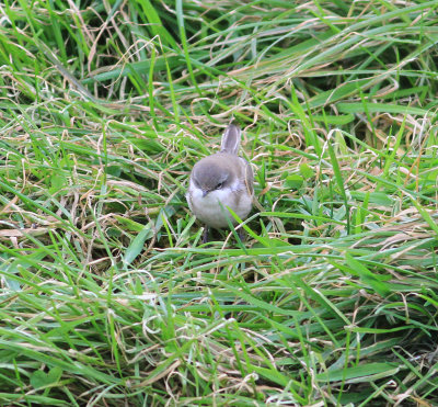 Lesser Whitethroat (Sylvia curruca)