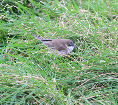 Lesser Whitethroat (Sylvia curruca)