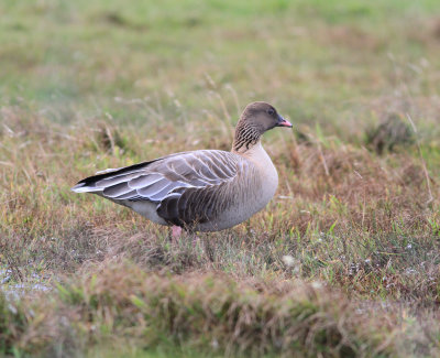 Pink-Footed Goose (Anser brachyrhynchus)