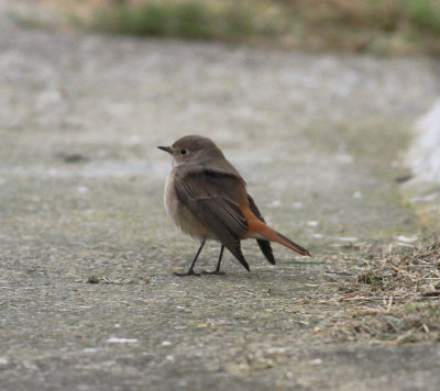Redstart (Phoenicurus phoenicurus)