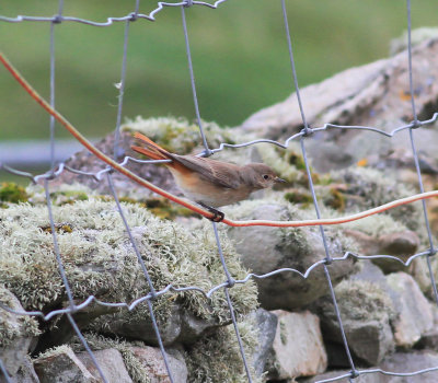 Redstart (Phoenicurus phoenicurus)