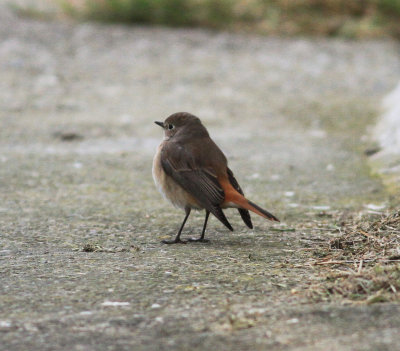 Redstart (Phoenicurus phoenicurus)