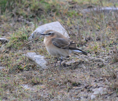 Wheatear (Oenanthe oenanthe)
