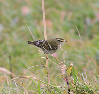 Yellow-browed Warbler (Phylloscopus inornatus)