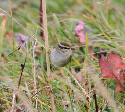 Yellow-browed Warbler (Phylloscopus inornatus)