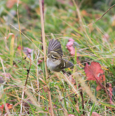 Yellow-browed Warbler (Phylloscopus inornatus)