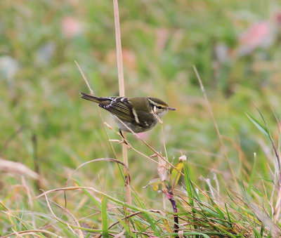 Yellow-browed Warbler (Phylloscopus inornatus)