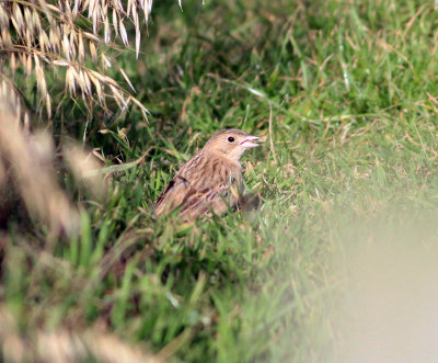 Black-headed Bunting (Emberiza melanocephala)