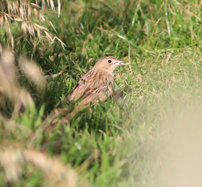 Black-headed Bunting (Emberiza melanocephala)