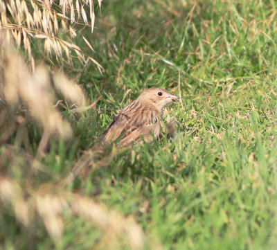 Black-headed Bunting (Emberiza melanocephala)
