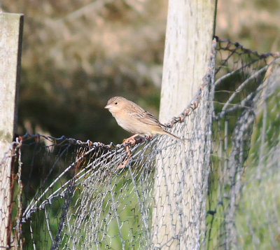 Black-headed Bunting (Emberiza melanocephala)