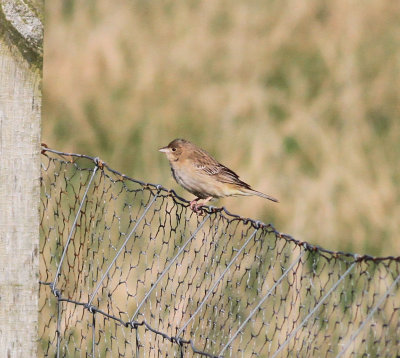 Black-headed Bunting (Emberiza melanocephala)Black-headed Bunting (Emberiza melanocephala)