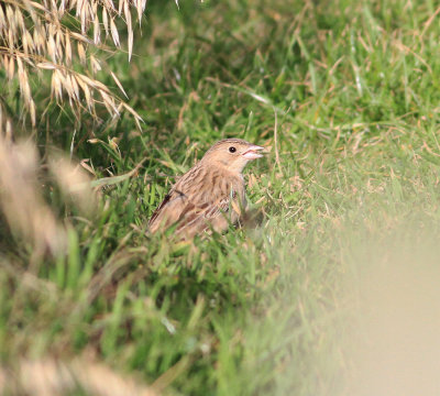 Black-headed Bunting (Emberiza melanocephala)