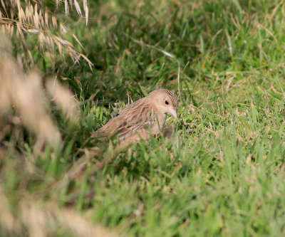 Black-headed Bunting (Emberiza melanocephala)