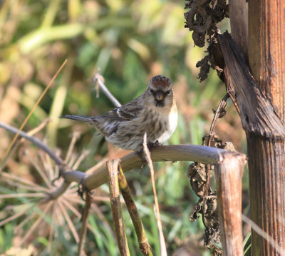 Common Redpoll (Acanthis flammea)