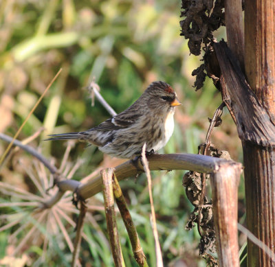Common Redpoll (Acanthis flammea)