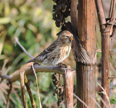 Common Redpoll (Acanthis flammea)