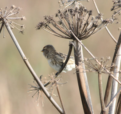 Common Redpoll (Acanthis flammea)