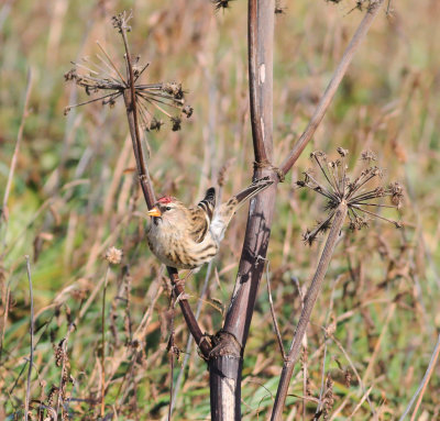 Common Redpoll (Acanthis flammea)