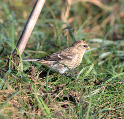 Common Redpoll (Acanthis flammea)