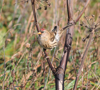 Common Redpoll (Acanthis flammea)