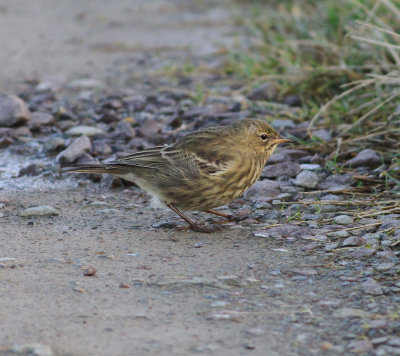 Rock Pipit (Anthus petrosus)