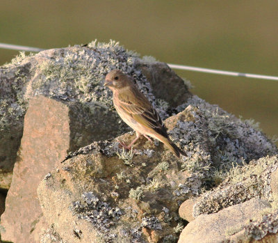 Common Rosefinch (Carpodacus erythrinus)