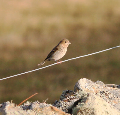Common Rosefinch (Carpodacus erythrinus)
