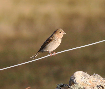 Common Rosefinch (Carpodacus erythrinus)