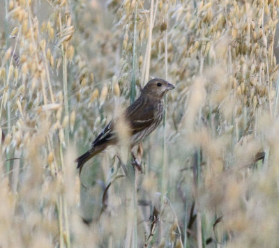 Common Rosefinch (Carpodacus erythrinus)
