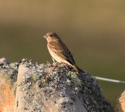 Common Rosefinch (Carpodacus erythrinus)
