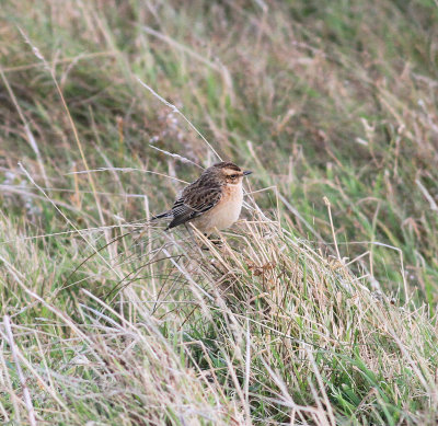 Whinchat (Saxicola rubetra)