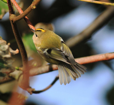 Goldcrest (Regulus regulus)