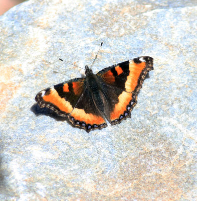 Butterfly sp.jpg