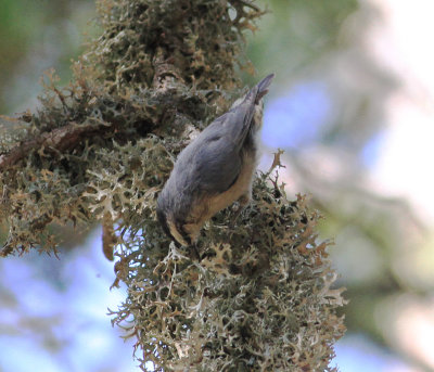Corsican Nuthatch (Sitta whitehead)