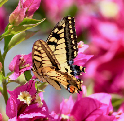 Corsican Swallowtail (Papilio hospiton)