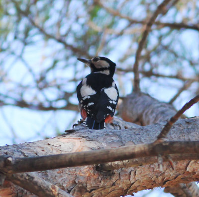 Great Spotted Woodpecker (Dendrocopos major parroti)