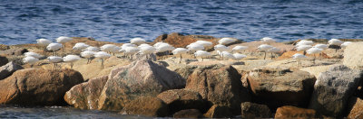 Little Egret (Egretta garzetta)