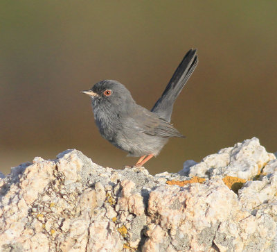 Marmora's Warbler (Sylvia sarda)